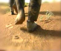 http://s1.picofile.com/file/7457100963/min_va_paye_morteza.jpg