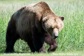 Brown_bear_خرس قهوهای