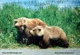 A_mother_and_a_cub_bears
