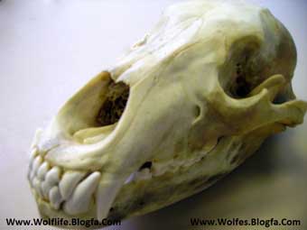 Grizzly_skull