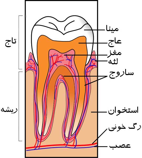 بخش های دندان