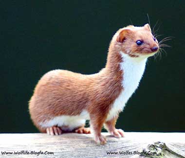 راسو،weasel