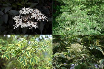 http://s1.picofile.com/file/7513185799/sambucus_nigra.jpg