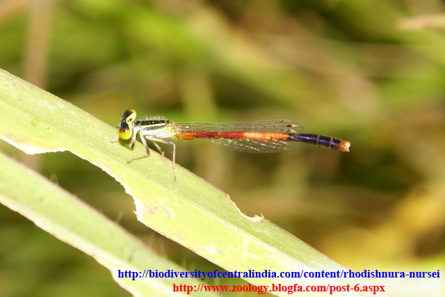  Rhodischnura nursei نر