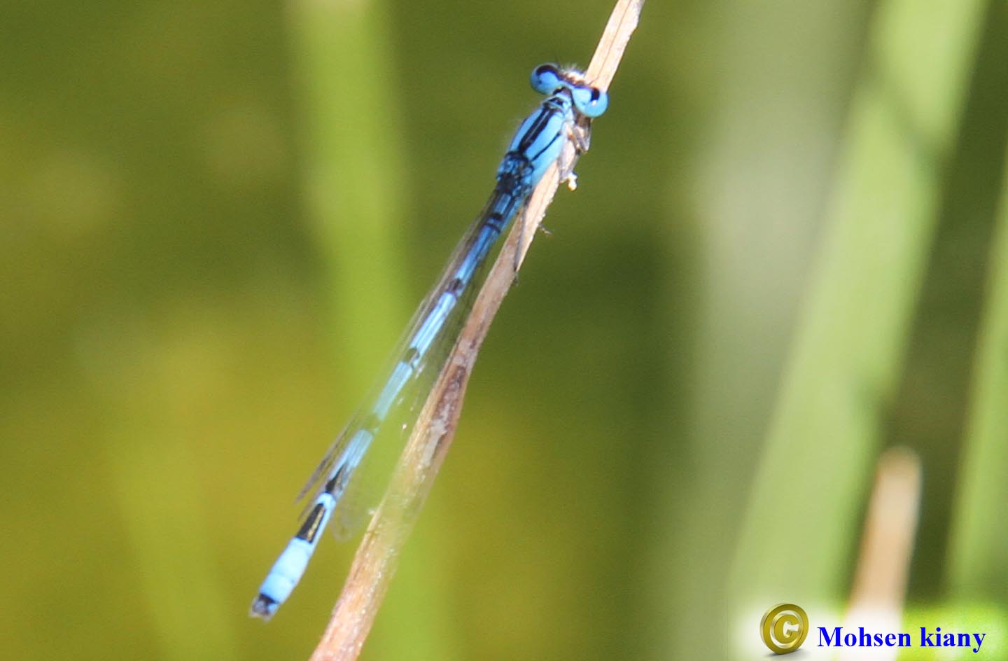 Enallagma deserti سنجاقک آبی بیابانی Desert Bluet