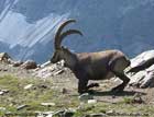 بز کوهی،Antelope 