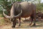 گاومیش،BUFFALO 