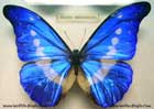 پروانه،Butterfly