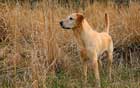 سگ،Dog 