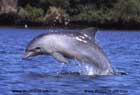 دلفین،Dolphin