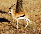 Gazella