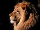 شیر،Lion