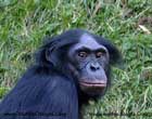 میمون،Monkey