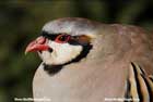 کبک،partridge