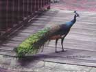 طاووس،Peacock