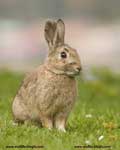 خرگوش،Rabbit