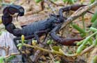 عقرب یا کژدم،Scorpion
