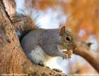 سنجاب،Squirrel