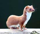 راسو،weasel