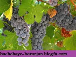 انگور قرمز