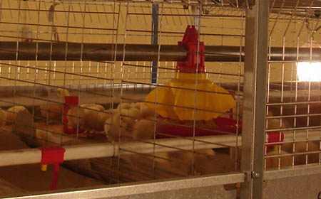 قفس پرورش مرغ گوشتی