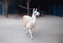 9496_be36.gif