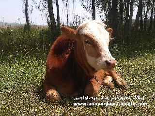 طبيعت روستاي زيباي من جنگ تپه-شهنازي