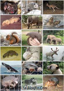 Mammal_Diversity_پستانداران