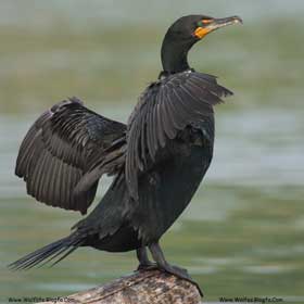 Phalacrocorax-auritus-mini-پرندگان-باکلان-آمریکایی