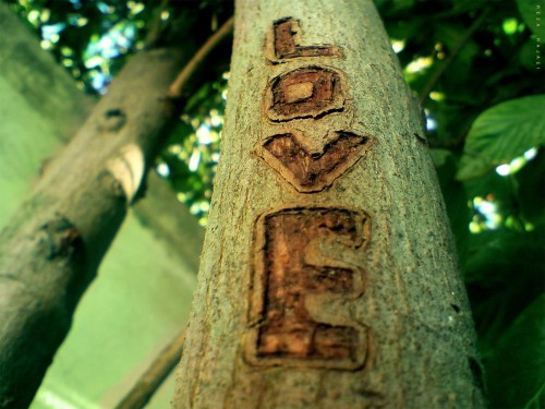 [عکس: normal_Tree_Love_Bahar_20_com_pic.jpg]