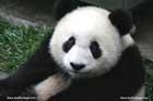 خرس پاندا،panda bears