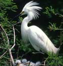 حواصیل،egret