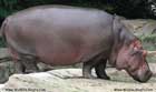 اسب آبی،hippos