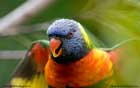 طوطی،Parrot