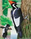 دارکوب،Woodpecker