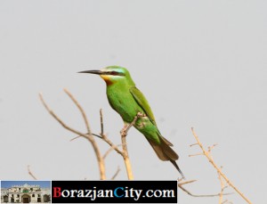 زنبور خوار گلو خرمایی