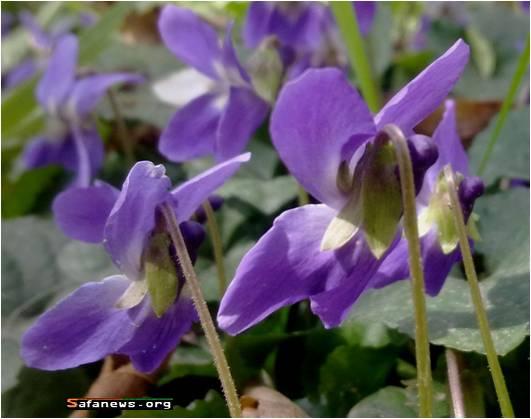 خفر/ گیاه دارویی بنفشه