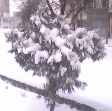 درخت.jpg (425×421)