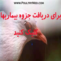 جزوه کامل بیماریهای کبوتر
