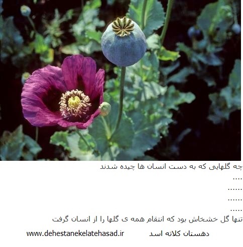 http://s1.picofile.com/file/7702213973/khASHKHASH.jpg