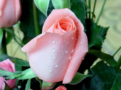 ساری,گاهنوشتهای محمود زارع