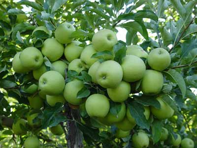  آموزش کاشت سیب
