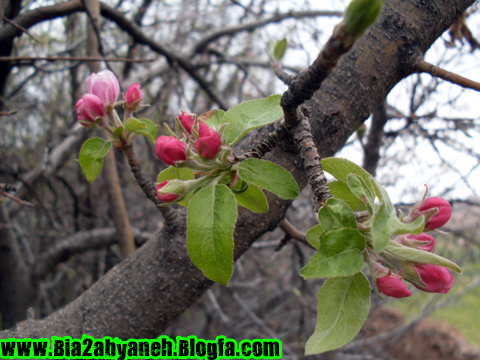 شکوفه ای زیبا بر درخت
