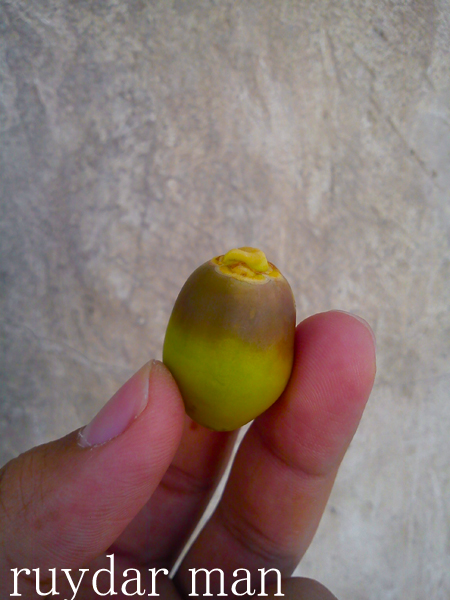http://s1.picofile.com/file/7783886769/DSC00045.jpg
