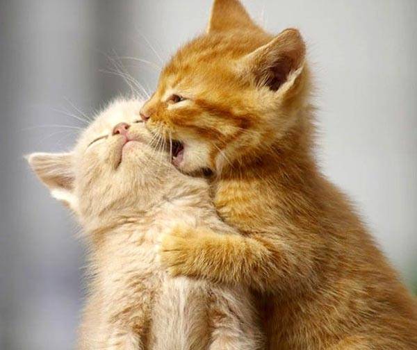 cute_animals_wallpapers_13.jpg