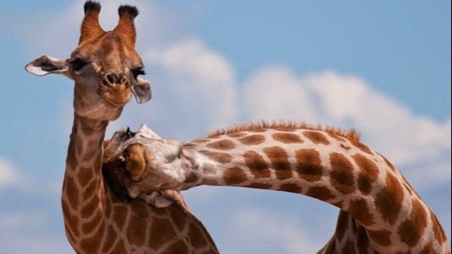 giraffes_640x360.jpg