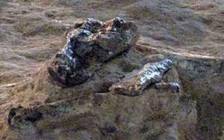 کشف مجموعه عظیم فسیلی در انارک