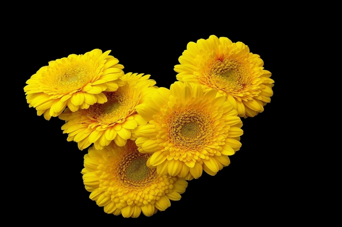 gerbera_flower_yellow_black_background_40921_2170x1440.jpg
