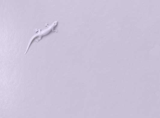 Addis_Gecko.jpg