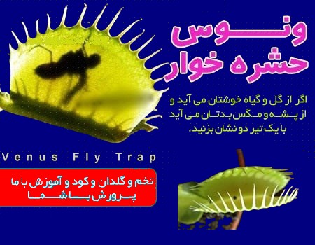 خريد گياه ونوس گوشتخوار حشره خوار خريد گياه ونوس گوشتخوار حشره خوار